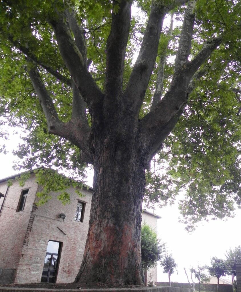 Platano di Urbino